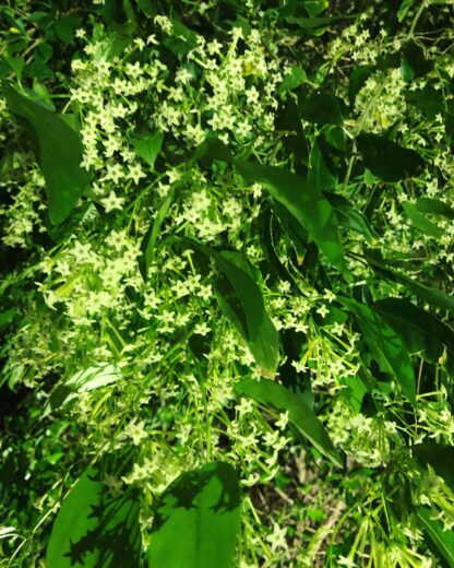 The Air of Ishigaki アロマディフューザー No. 2  夜香木(Night Jasmine) - 画像 (3)