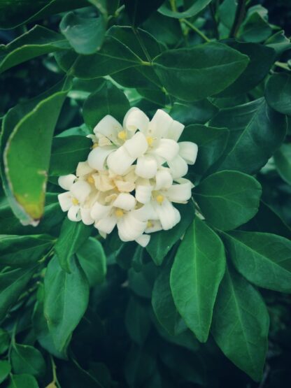 Eau de Ishigaki アロマレグランス No. 3 ゲッキツ (Silk Jasmine) - 画像 (5)