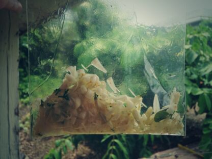 Eau de Ishigaki アロマレグランス No. 3 ゲッキツ (Silk Jasmine) - 画像 (4)
